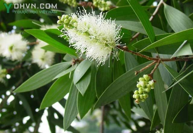 Tràm gió - Melaleuca cajuputi
