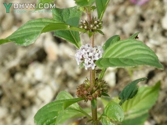 Cây Bạc hà hay Bạc hà nam - Mentha arvensis L., thuộc họ Hoa môi - Lamiaceae.