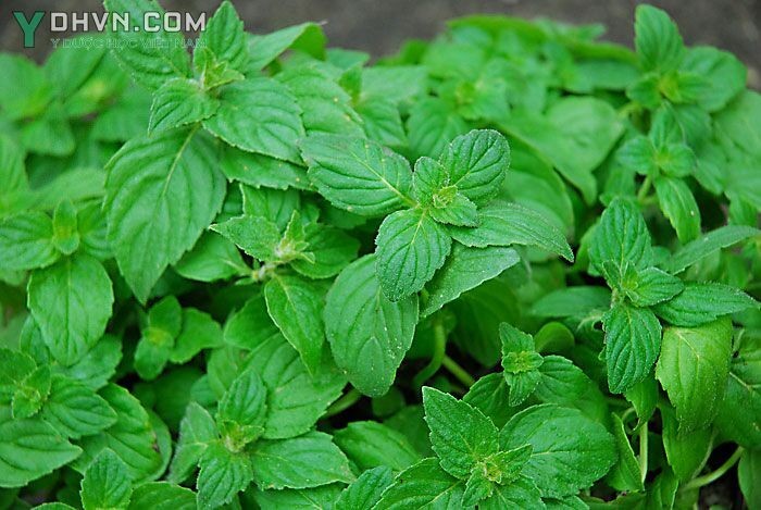 Phân biệt cây bạc hà và cây húng