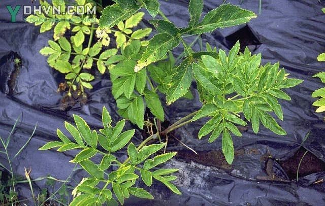 Cây Bạch chỉ - Angelica dahurica (Fisch ox Hoffin) Benth et Hook f. thuộc họ Hoa tán - Apiaceae.