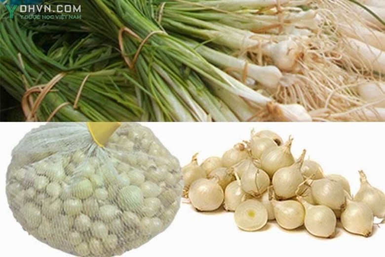 Cây Hành tăm, Hành trắng, Nén, Củ nén (Tên khoa học: Allium schoenoprasum)