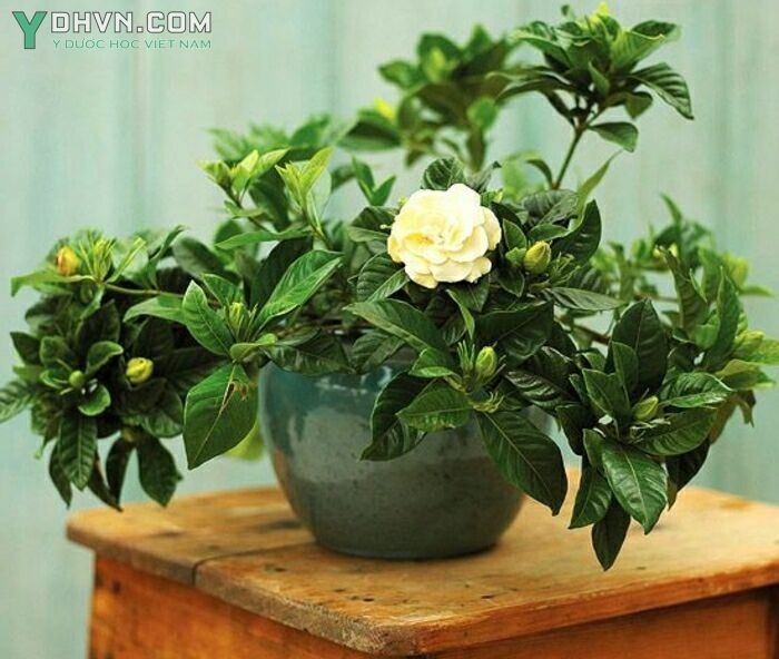 Cây Dành dành - Gardenia augusta (L.) Merr. (G. jasminoides Ellis), thuộc họ Cà phê - Rubiaceae.