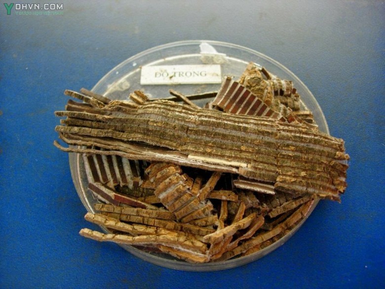 Cây Đỗ trọng có tên khoa học: Eucommia ulmoides Oliv, thuộc họ Đỗ trọng - Eucommiaceae.