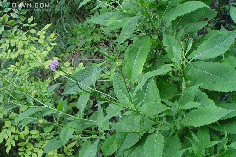 Cây Tục đoạn - Dipsacus japonicus Miq - thuộc họ Tục đoan - Dipsacaceae.