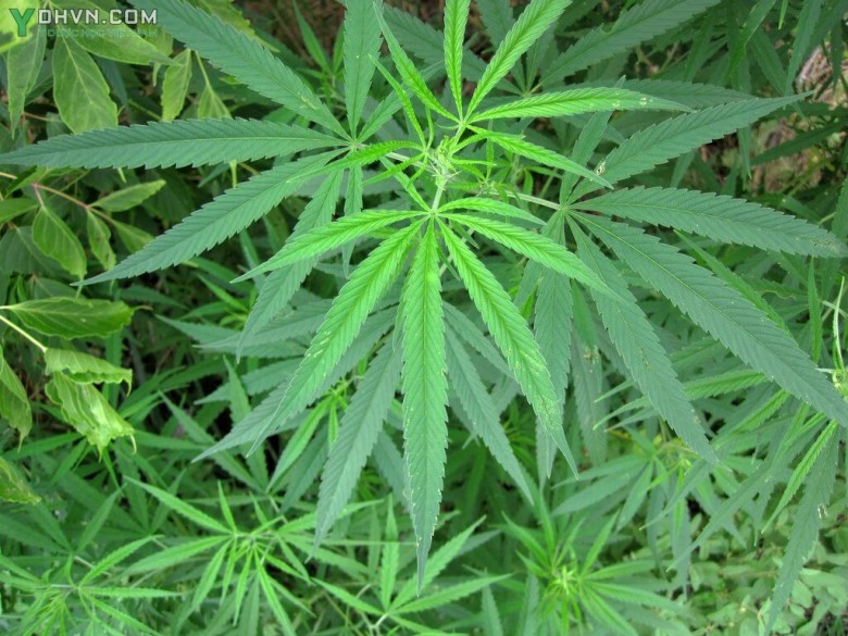 Cây Gai dầu, Gai mèo, Lanh mèo - Cannabis sativa L. subsp. satica., thuộc họ Gai dầu - Cannabaceae.