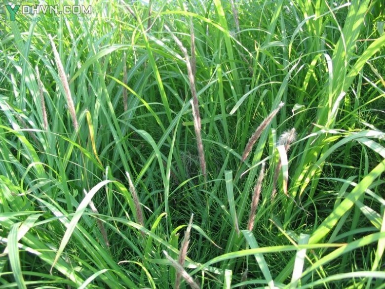 Cây Cỏ tranh - Imperata cylindrica (L.) P. Beauv. Var. major (Nees) Hubb., thuộc họ Lúa - Poaceae.