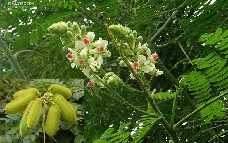 Cây Vuốt hùm, Móc diều, Móc mèo - Caesalpinia minax Hance, thuộc họ Ðậu - Fabaceae.