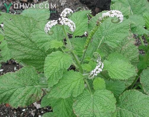 Cây Vòi voi, Dền voi - Heliotropium indicum L., thuộc họ Vòi voi - Boraginaceae.