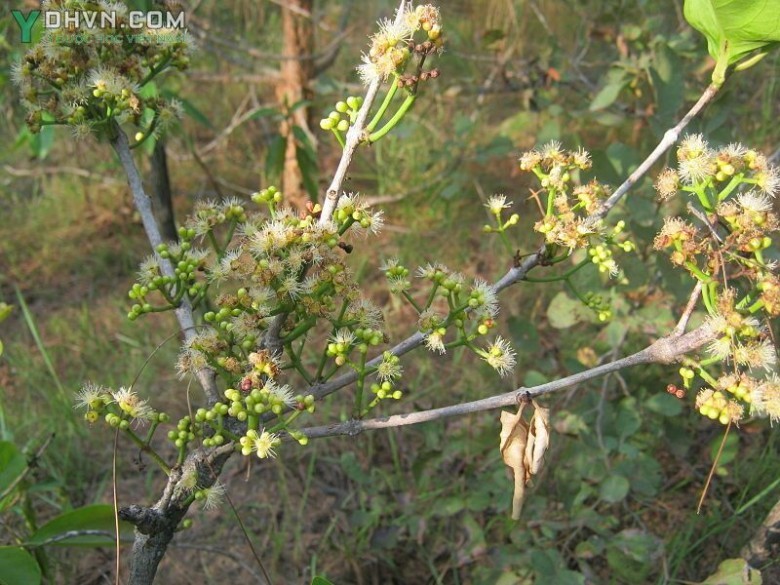 Cây Vối - Cleistocalyx operculatus (Roxb.) Merr. et Perry (Eugenia operculata Roxb.), thuộc họ Sim - Myrtaceae.