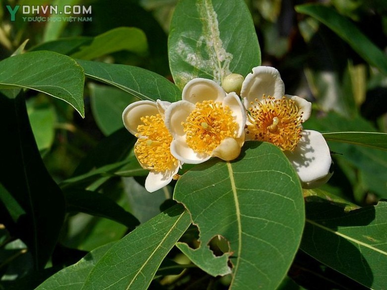 Cây Vối thuốc, Kháo cài, Thù lụ - Schima wallichii (DC.) Korth, (Gordonia wallichii DC.) thuộc họ Chè - Theaceae.