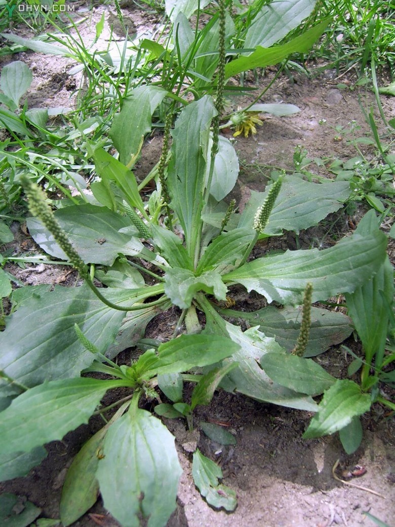 Cây Mã đề Á, Xa tiền có tên khoa học: Plantago asiatica L, thuộc họ Mã đề - Plantaginaceae.