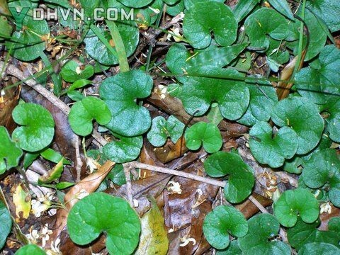 Cây Mã đề kim có tên khoa học: Dichondra repens Eorst, thuộc họ Khoai lang- Convolvulaceae.