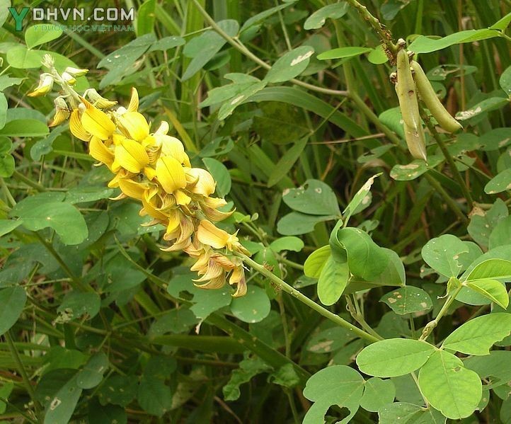 Cây Lục lạc, Sục sạc, Muồng phân hay Muồng lá tròn - Crotalaria pallida Aiton (C. mucronata Desv; C. striata DC.), thuộc họ Đậu - Fabaceae.
