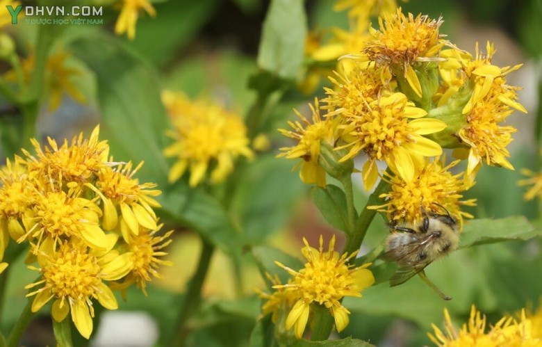 Cây Hoàng hoa, Nhất chi hoàng hoa - Solidago virgaurea L., thuộc họ Cúc - Asteraceae.