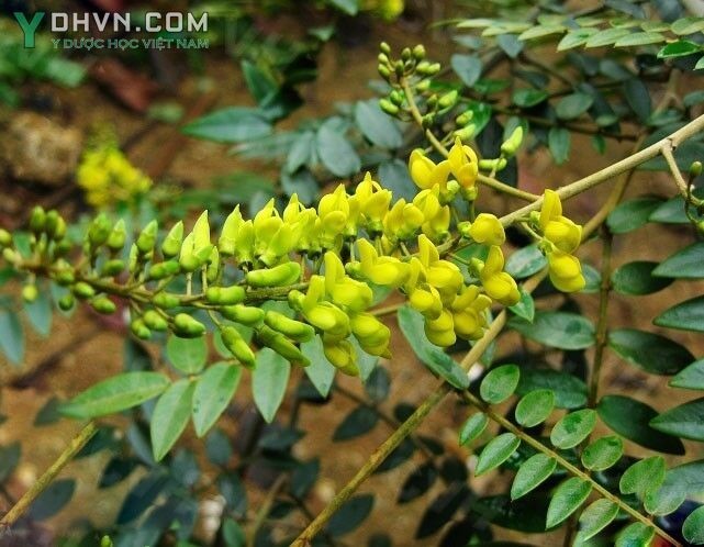 Cây Hòe Bắc bộ - Sophora tonkinensis Gagnep. (S.supbprostrata Chun et T. Chen). thuộc họ Đậu - Fabaceae.