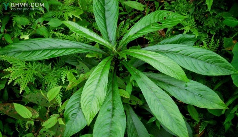 Cây Xương sông, Rau húng ăn gỏi - Blumea lanceolaria (Roxb.) Druce (Conyza lanceolaria Roxb., B. myriocephala DC.), thuộc họ Cúc - Asteraceae.