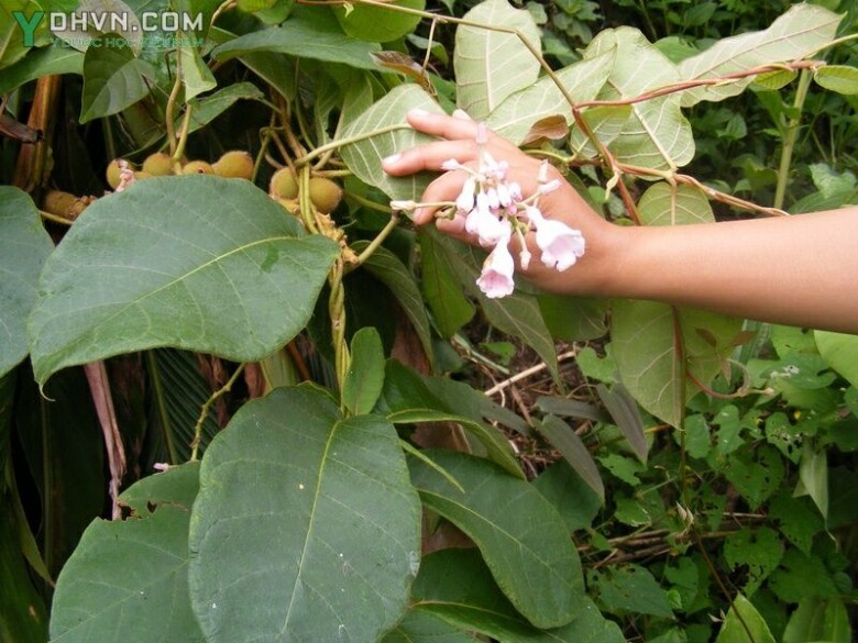 Cây Mã liên an, Mã lìn ón, Hà thủ ô Griffith - Streptocugriffithii Hook. f, thuộc họ Thiên lý - Asclepiadaceae.