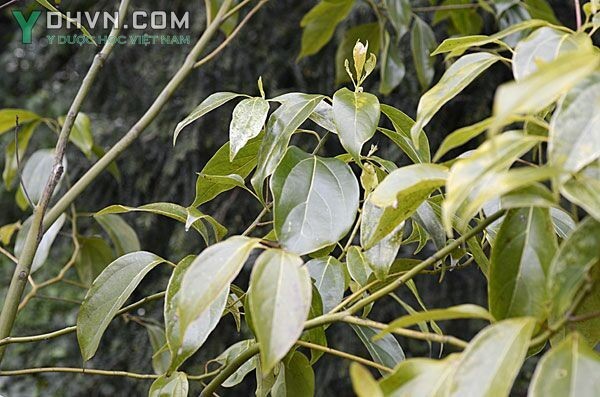 Vù hương, Gù lương, Re dầu, Re hương, Xá xị - Cinnamomum parthenoxylon (Jack) Meisn., thuộc họ Long não - Lauraceae.