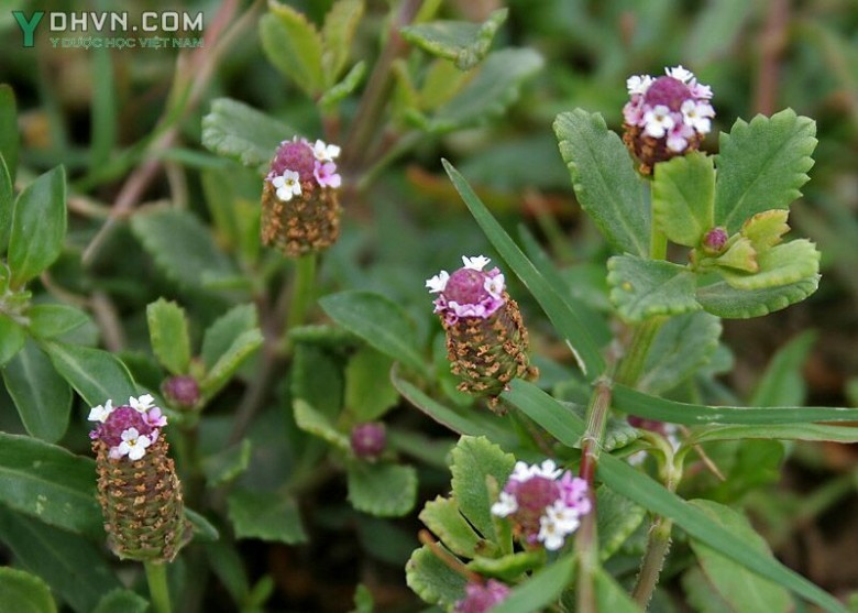 Cây Lức dây, Lức lan, Dây lưỡi, Sài đất giả, Chè rừng - Phyla nodiflora (L.) Greene, thuộc họ Cỏ roi ngựa - Verbenaceae.