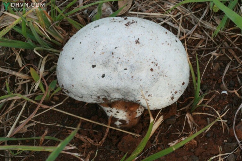 Cây Nấm bọc hay Nấm trứng lớn - Calvatia lilacina (Mont et Berk.) Lloyd, thuộc họ Nấm trứng - Lycoperdaceae.