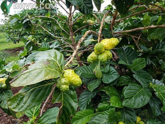 Cây Nhàu, Nhàu lớn, Nhàu núi, Nhàu rừng - Morinda citrifolia L., thuộc họ Cà phê - Rubiaceae.