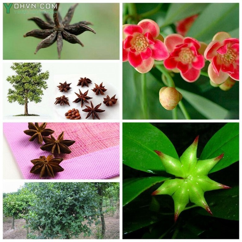 Cây Hồi, Đại hồi - lllicium verum Hook. f et Thoms. thuộc họ Hồi - llliciaceae.
