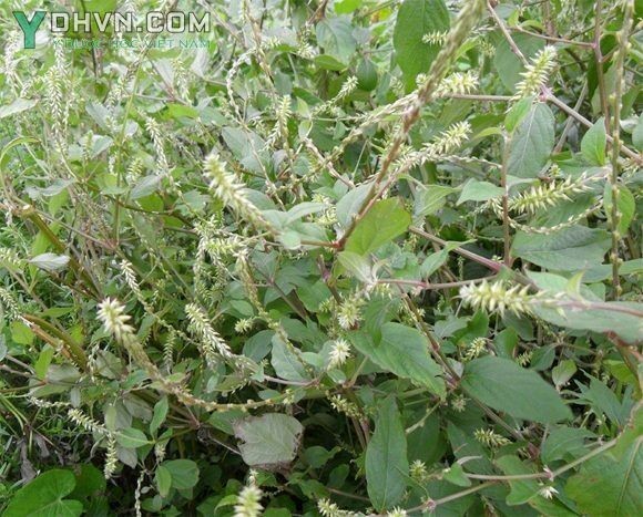 Hình ảnh Cây Cỏ xước; Cở sướt; nam ngưu tất