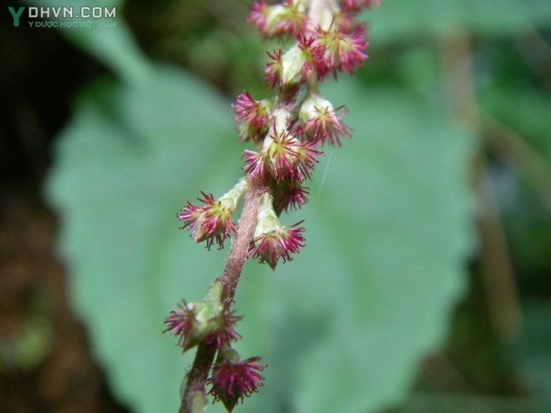 Cây Cỏ xước bông đỏ, Ðơn đỏ ngọn, Cỏ cước dài - Cyathula prostrata (L.), Blume thuộc họ Rau dền - Amaranthaceae.