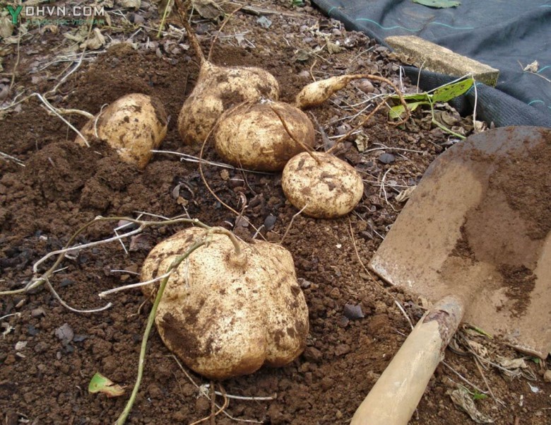 Cây Củ đậu, Củ sắn - Pachyrrhizus erosus (L.), thuộc họ Đậu - Fabaceae.