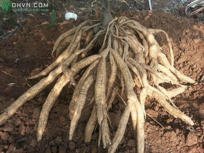 Cây Sắn dây, Sắn cơm - Pueraria thomsonii Benth., thuộc họ Đậu - Fabaceae.