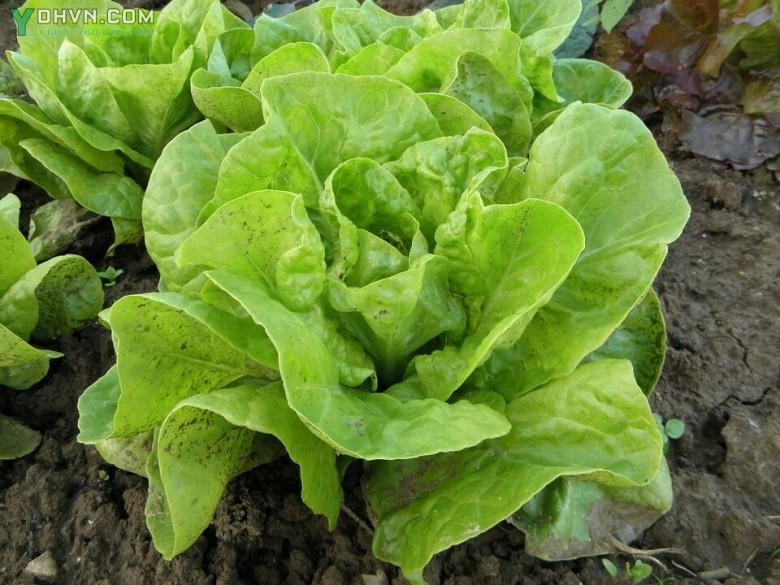 Cây Xà lách - Lactuca sativa L. var. capitata L., thuộc họ Cúc - Asteraceae.