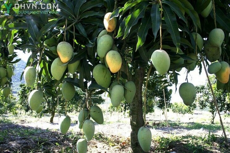 Cây Xoài - Mangifera indica L., thuộc họ Ðào lộn hột - Anacardiaceae.
