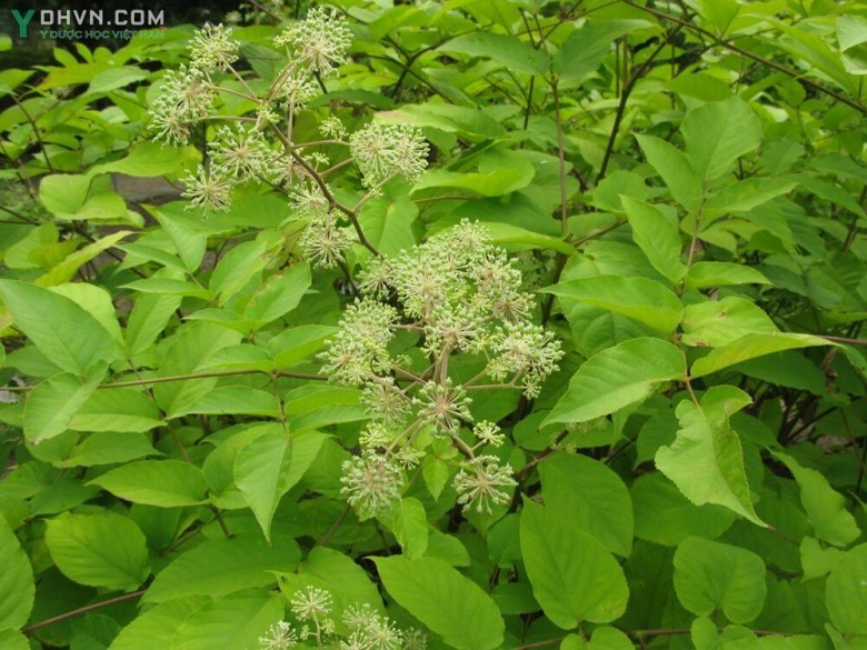 Cây Thổ đương quy, Ðộc hoạt - Aralia cordata Thunb., thuộc họ Nhân sâm - Araliacaeae.