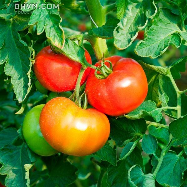 Cây Cà chua - Lycopersicon esculentum Mill., thuộc họ Cà - Solanaceae.