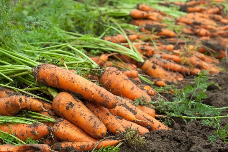 Cây Cà rốt - Daucus carota L., ssp sativus Hayek., thuộc họ Hoa tán - Apiaceae.