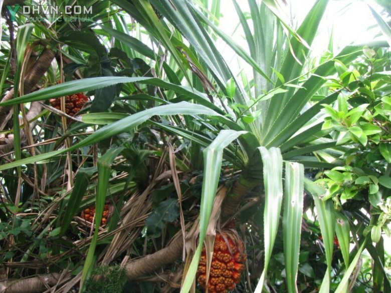 Cây Dứa gỗ - Pandanus odoratissimus L.f. (P. tectorius Park. ex Z.), thuộc họ Dứa dại - Pandanaceae.