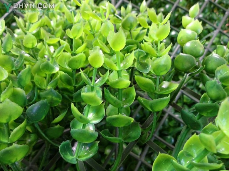 Cây Tai chuột, Dây hạt bí, Mộc tiền - Dischidia acuminata Cost., thuộc họ Thiên lý - Asclepiadaceae.