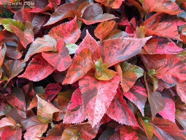 Cây Tai tượng đỏ - Acalypha wilkesiana Muell.-Arg., thuộc họ Thầu dầu - Euphorbiaceae.