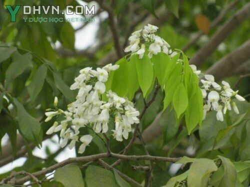 Cây Thàn mát, Cây duốc cá, Mát đánh cá - Milletia ichthyochtona Drake, thuộc họ Ðậu - Fabaceae.