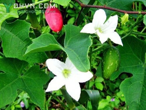 Cây Mảnh bát, Dây bình bát - Coccinia grandis (L) Voigt thuộc họ Bầu bí - Cucurbitaceae.