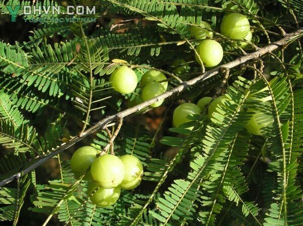 Cây Me rừng, Chùm ruột núi - Phyllanthus emblica L., thuộc họ Thầu dầu - Euphorbiaceae.