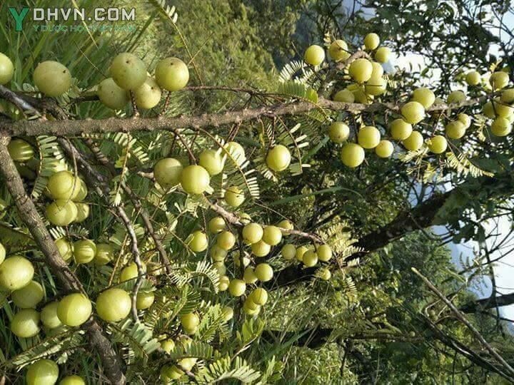 Tham khảo thêm hình ảnh Me rừng