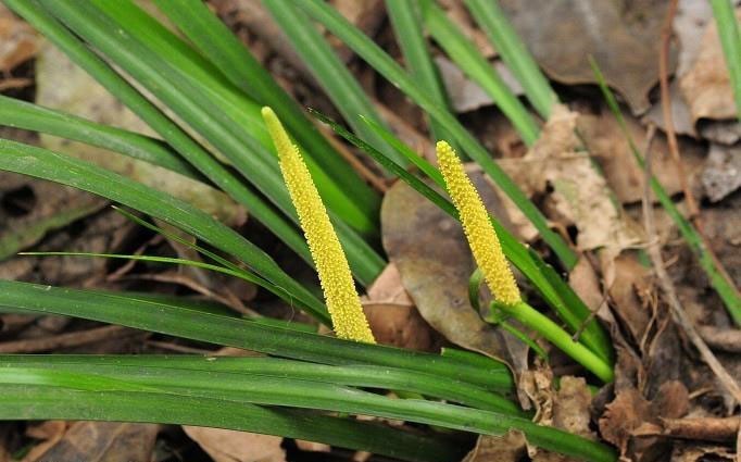 Cây Thạch xương bồ, Thủy kiếm thảo, Nham xương bồ - Acorus tatarinowii Schott, thuộc họ Ráy - Araceae.
