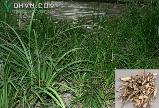 Cây Thạch xương bồ nhỏ, Kim tiền bồ, Thạch ngô công - Acorus gramineus Ait. ex Soland. (A. pusillus Sieb.), thuộc họ Ráy - Araceae.