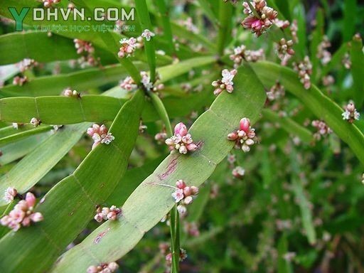 Trúc tiết, Lân bách - Homalocladium platycladum (F. Muelle ex Hook.) Bailey (Muehlenbeckia platyclada (F. Muell ex Hook.) Meisn) thuộc họ Rau răm - Polygonaceae.