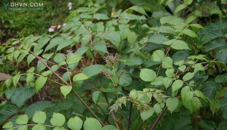 Cây Thông mộc Cuồng ít gai - Aralia chinensis L., thuộc họ Nhân sâm - Araliaceae.