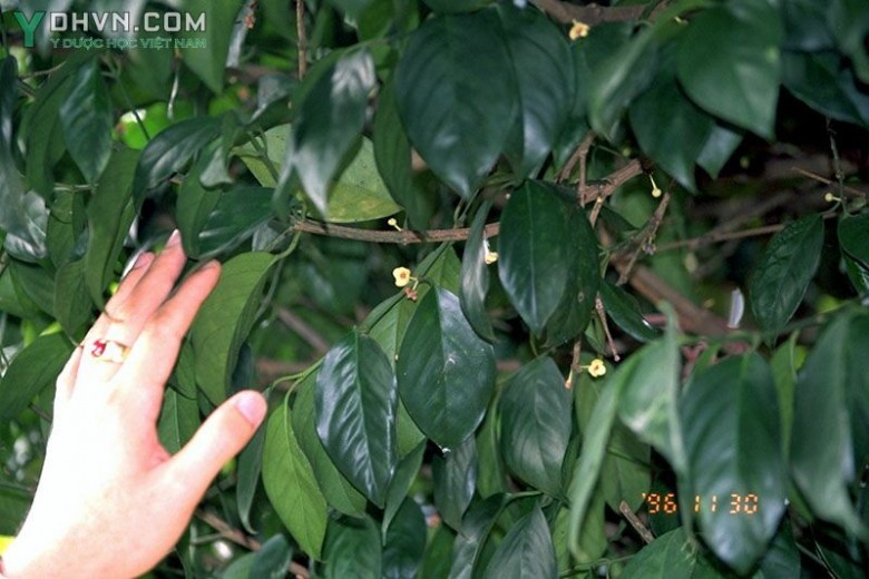 Cây Ðằng hoàng - Vàng nghệ, Vàng nhựa - Garcinia hanburyi Hook. f., thuộc họ Măng cụt - Clusiaceae.