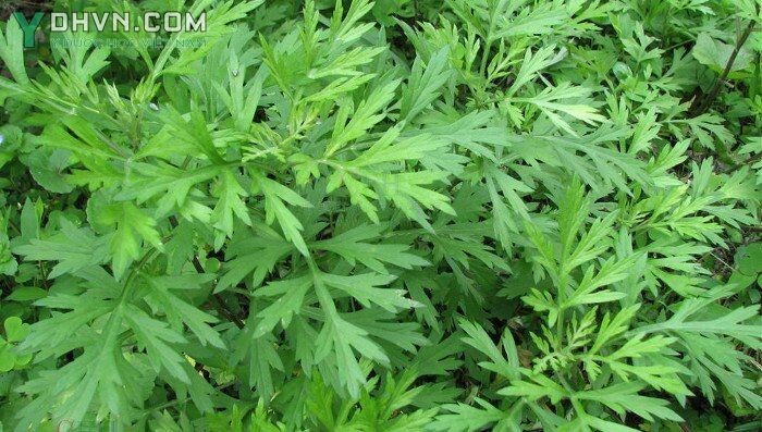 Cây Ngải cứu, Thuốc cứu - Artemisia vulgaris L., thuộc họ Cúc - Asteraceae.