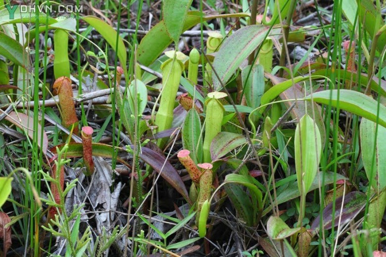 Cây Nắp ấm, Bình nước kỳ quan - Nepenthes mirabilis (Lour.) Druce, thuộc họ Nắp ấm - Nepenthaceae.