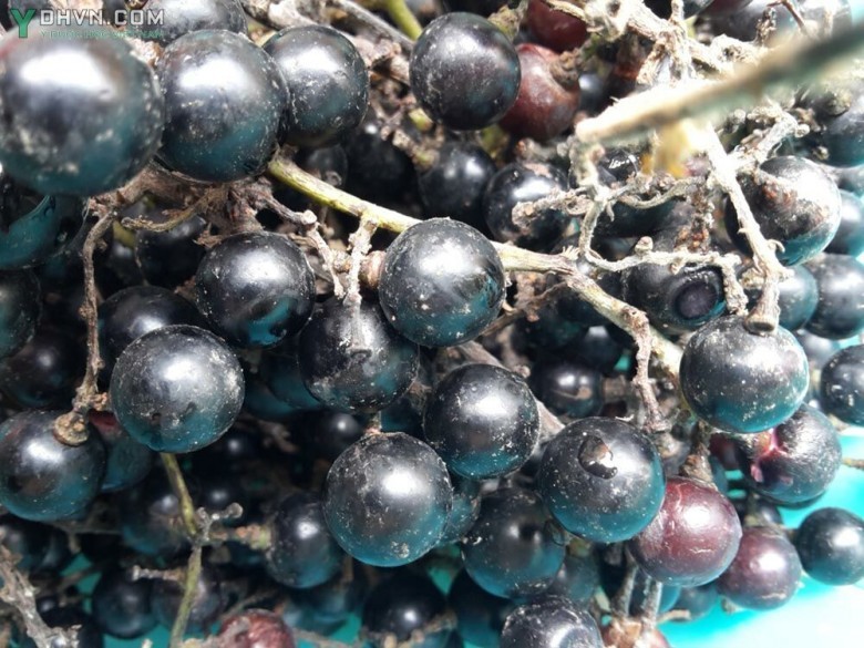 Cây Nho lông, Nho tía, Nho năm góc - Vitis quinquangularis Rehd. (V. pentagona Diels et Gilg), thuộc họ Nho - Vitaceae.